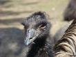 ostrich emu Dromaius novaehollandiae