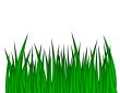 Green Grass Illustration