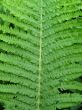 Fern leaf