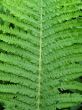 Fern leaf