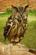 Perching owl