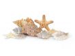 A composition made from shells and starfishes - 1