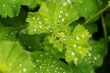 Dew drops on a plant