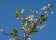 cherry tree branch in blossom