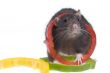 funny rat