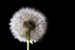 white fuzz dandelion