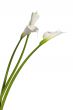 three calla lilies