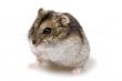 dwarf hamster