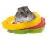 dwarf hamster