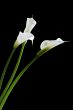 three calla lilies