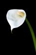 calla lily