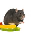 funny rat and bell pepper cuts