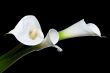 three calla lilies