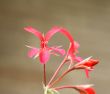 geranium