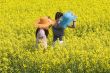 Teenagers in the rape field