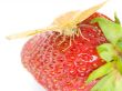 Strawberry butterfly
