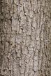 Tree bark