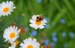 bee on a daisy