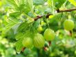green gooseberries