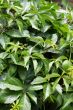 virginia creeper