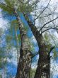 The spring sky through branches of a birch