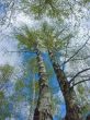 The spring sky through branches of a birch 2