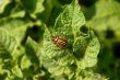 Colorado beetle