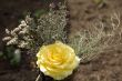 yellow rose
