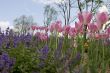 pink tulips