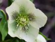 hellebore