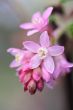 flowering redcurrant