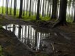 Puddle in forest