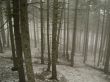 Foggy day