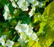 Tree flowers