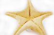 Starfish