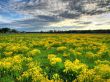 Yellow flowerses