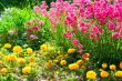 Red and yellow flowers