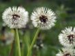 Dandelions