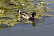 Duck in a park lake