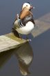 Mandarin duck