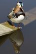 Mandarin duck