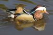 Mandarin duck