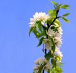 Blossoming tree