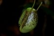 Pitcher Plant C