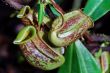 Pitcher Plant B