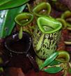 Pitcher Plant I