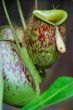 Pitcher Plant G