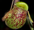 Pitcher Plant F