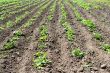 Arable land