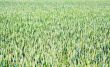 corn field